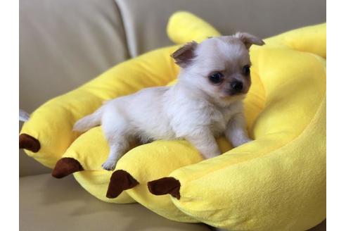 成約済の香川県のチワワ(ロングコート)-53236の4枚目